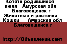 Котята родившиеся 11 июля - Амурская обл., Благовещенск г. Животные и растения » Кошки   . Амурская обл.,Благовещенск г.